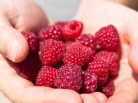 7 Reasons Raspberries Are a Top Fruit for Gut Health