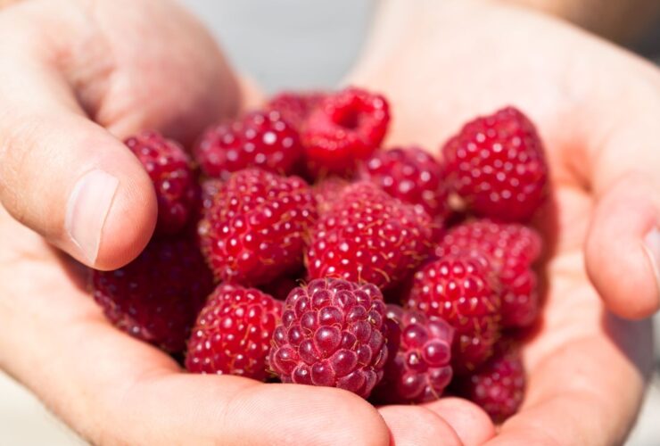 7 Reasons Raspberries Are a Top Fruit for Gut Health