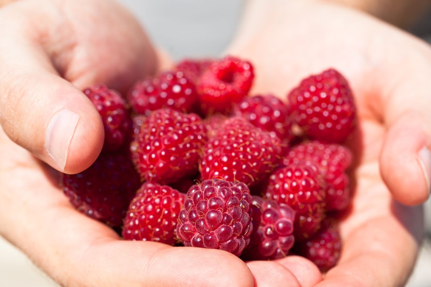 7 Reasons Raspberries Are a Top Fruit for Gut Health