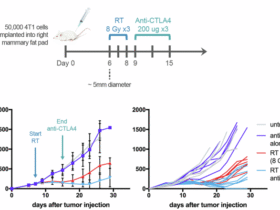 89Zr-anti-CD8 immunoPET visualizes heterogeneous intratumoral CD8+ immune responses to treatment with radiation and anti-CTLA4