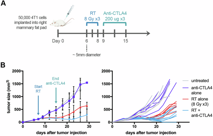 89Zr-anti-CD8 immunoPET visualizes heterogeneous intratumoral CD8+ immune responses to treatment with radiation and anti-CTLA4
