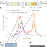 A Plasmodium-derived nanoparticle vaccine elicits sterile protection against malaria in mice
