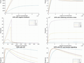 A comparative mathematical modeling study of phenotypic approaches to T cell activation