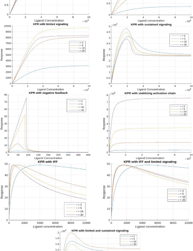 A comparative mathematical modeling study of phenotypic approaches to T cell activation