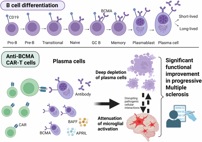 Anti-BCMA CAR-T cells attenuate microglial activation in progressive multiple sclerosis: indicating a plasma cell-microglia crosstalk