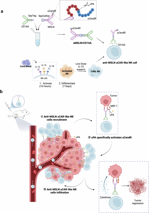 Anti-MSLN chimeric antigen receptor-like NK cell therapy with tumor-penetrating capacity (uCAR-like NK) for solid tumors
