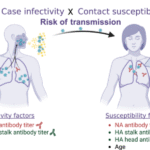 Anti-neuraminidase and anti-HA stalk antibodies reduce the susceptibility to and infectivity of influenza A/H3N2 virus