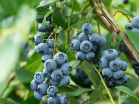 As You Age, Study Says Eat These Daily For Better Brain Health