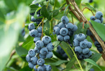 As You Age, Study Says Eat These Daily For Better Brain Health