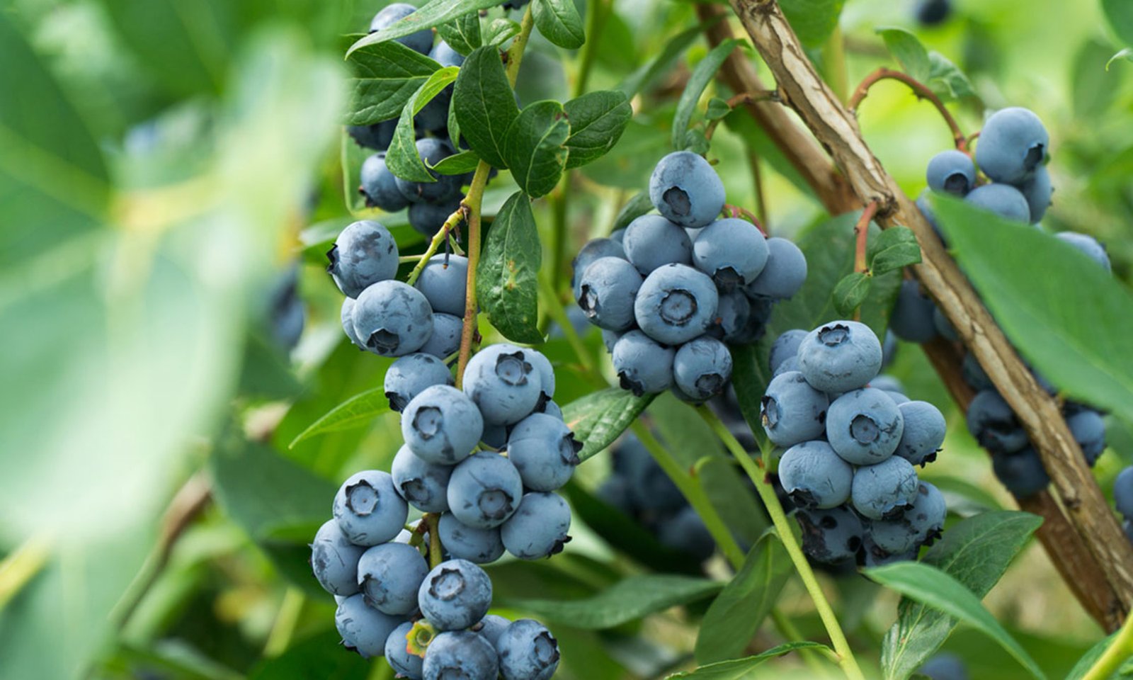 As You Age, Study Says Eat These Daily For Better Brain Health