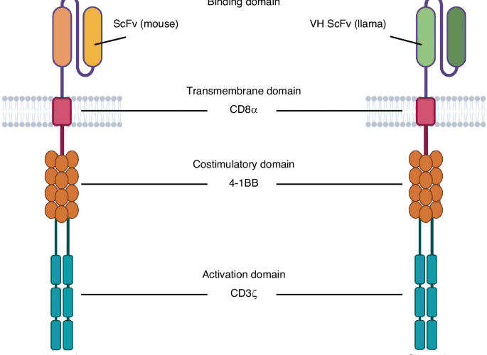 CAR T-cells in multiple myeloma: the race to the start line