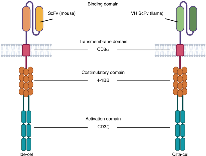 CAR T-cells in multiple myeloma: the race to the start line