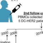 CD27 agonism enhances long-lived CD4 T cell vaccine responses critical for antitumor immunity | Science Immunology