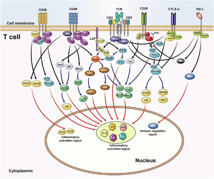 Correction: Evolving understanding of autoimmune mechanisms and new therapeutic strategies of autoimmune disorders