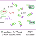 Correction: ZBP1 links infections to cancer immunotherapy