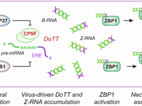 Correction: ZBP1 links infections to cancer immunotherapy