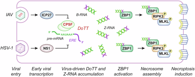 Correction: ZBP1 links infections to cancer immunotherapy