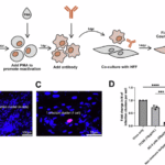 Cross-herpesvirus immunity of the cytomegalovirus gB/MF59 vaccine response