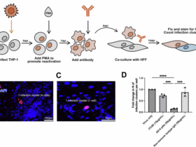 Cross-herpesvirus immunity of the cytomegalovirus gB/MF59 vaccine response