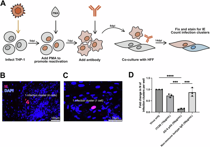 Cross-herpesvirus immunity of the cytomegalovirus gB/MF59 vaccine response