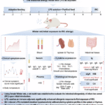 Development of an intestinal allergy model to evaluate the initial introduction of infant rice cereal