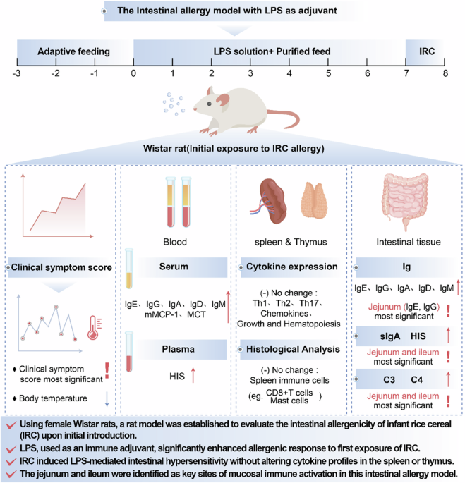 Development of an intestinal allergy model to evaluate the initial introduction of infant rice cereal
