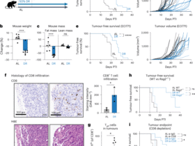 Dietary restriction reprograms CD8+ T cell fate to enhance anti-tumour immunity and immunotherapy responses