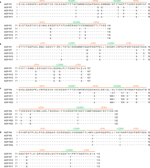 Discovery of potent cross-neutralizing antibodies against Marburg and Ravn viruses with therapeutic potential