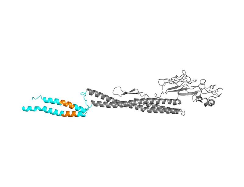 Divergent immune responses to commensal bacteria bearing distinct motility signatures | Science Immunology