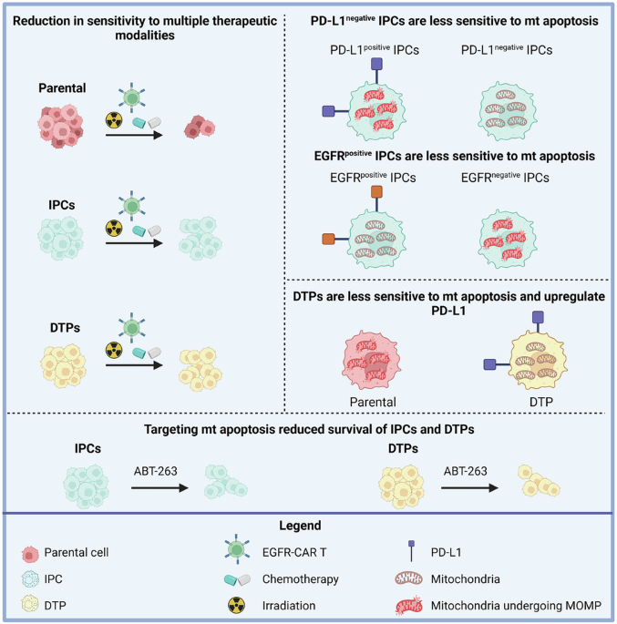 Drug-tolerant persisters and immunotherapy persister cells exhibit cross-resistance and share common survival mechanisms