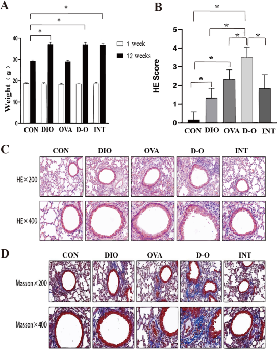 Effect of metformin on airway inflammation in obese asthmatic mice and study of the mechanism involved