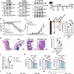 Engineered extracellular vesicles reprogram T cells by targeting PD-1 and PHB1 signaling in inflammatory bowel disease