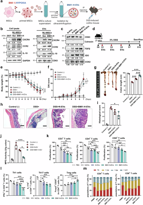 Engineered extracellular vesicles reprogram T cells by targeting PD-1 and PHB1 signaling in inflammatory bowel disease