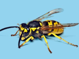 Everything You Need to Know About Wasp Stings