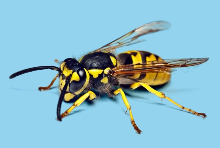 Everything You Need to Know About Wasp Stings