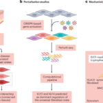 Fibroblast heterogeneity in 2025 | Nature Reviews Rheumatology
