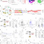 GDF3 promotes adipose tissue macrophage-mediated inflammation via altered chromatin accessibility during aging