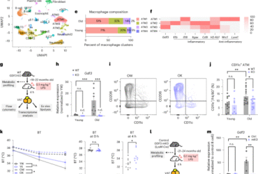 GDF3 promotes adipose tissue macrophage-mediated inflammation via altered chromatin accessibility during aging