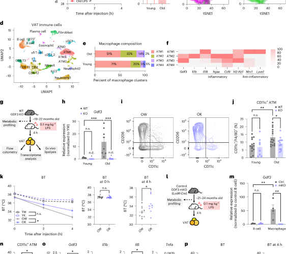 GDF3 promotes adipose tissue macrophage-mediated inflammation via altered chromatin accessibility during aging