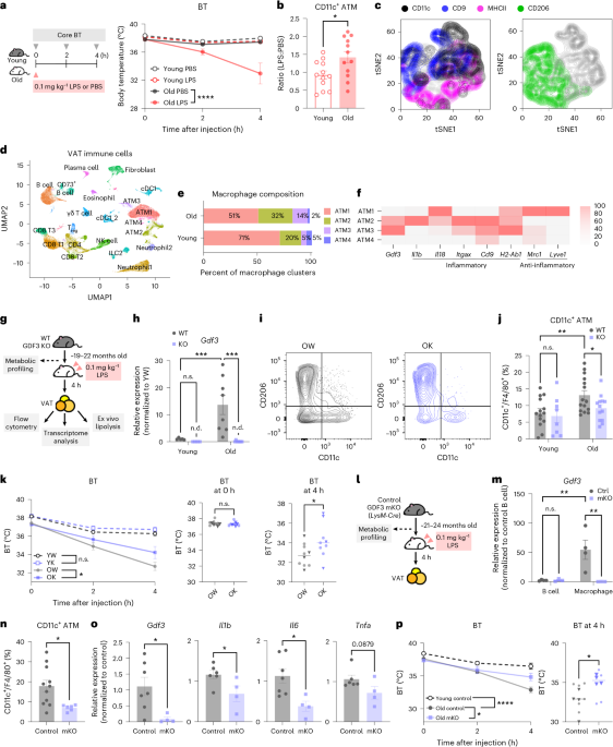 GDF3 promotes adipose tissue macrophage-mediated inflammation via altered chromatin accessibility during aging