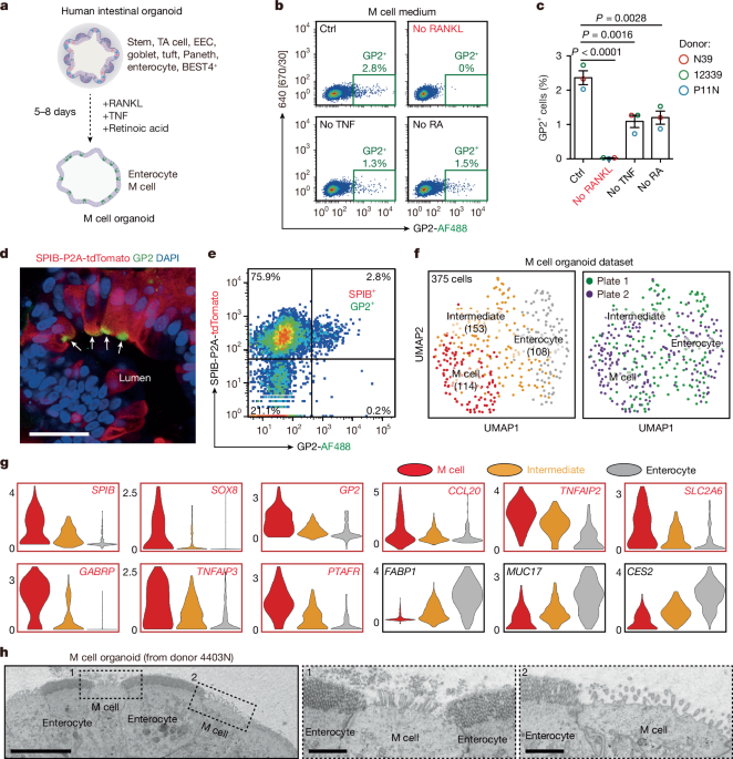 Human gut M cells resemble dendritic cells and present gluten antigen