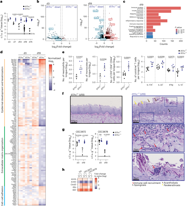 IL-17-mediated antifungal immunity restricts Candida albicans pathogenicity in the oral cavity