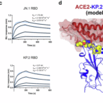Immunologic and biophysical features of the BNT162b2 JN.1 and KP.2 adapted COVID-19 vaccines