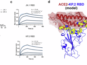 Immunologic and biophysical features of the BNT162b2 JN.1 and KP.2 adapted COVID-19 vaccines