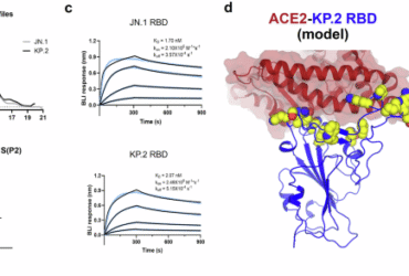 Immunologic and biophysical features of the BNT162b2 JN.1 and KP.2 adapted COVID-19 vaccines