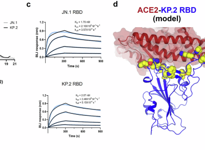Immunologic and biophysical features of the BNT162b2 JN.1 and KP.2 adapted COVID-19 vaccines
