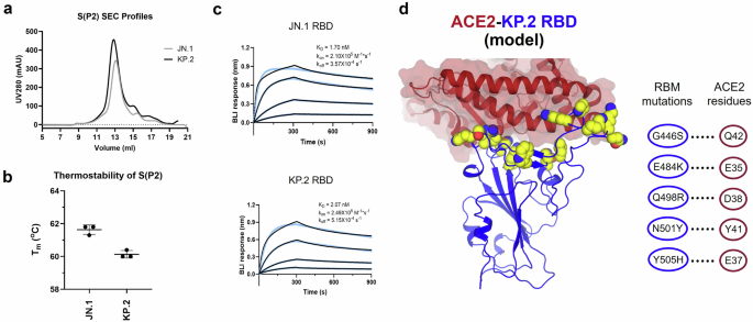 Immunologic and biophysical features of the BNT162b2 JN.1 and KP.2 adapted COVID-19 vaccines