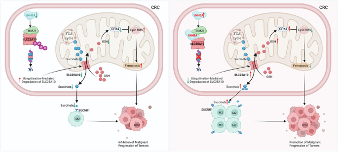 Inhibin beta A drives colorectal cancer progression through macrophage M2 polarization and mitochondria-dependent ferroptosis suppression