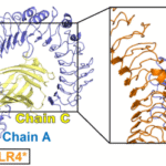 Integrative in vitro and in silico evaluation of HSP60-derived peptides as immunomodulators of the TLR4/MD-2 complex