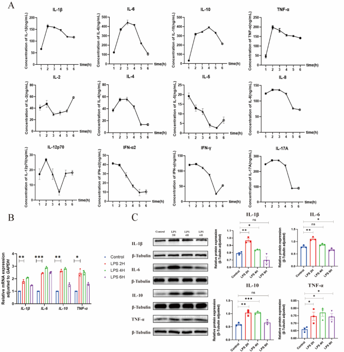 Melatonin attenuates glandular cystitis via modulation of THBS1 and TLR4/p38 MAPK/STAT3 signaling